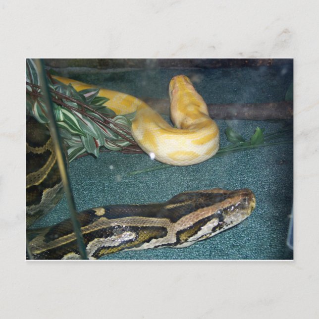 Postal Pareja Boa, 1 (Anverso)