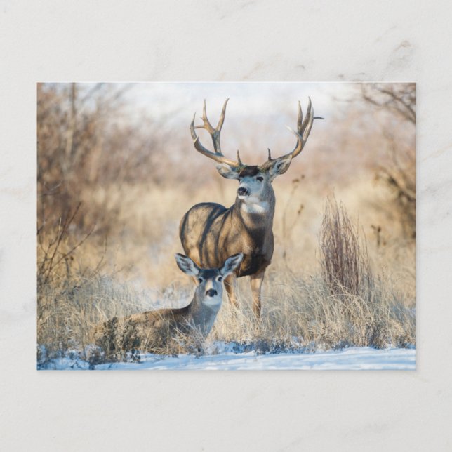 Postal Pareja Buck | Mule Deer (Anverso)