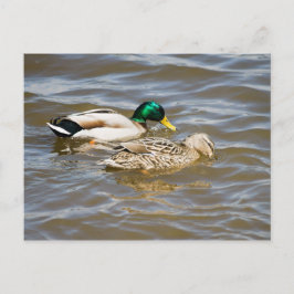 Postal Pareja de ánades reales