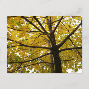 Postal Pareja de Arces Amarillos Naturaleza de Otoño