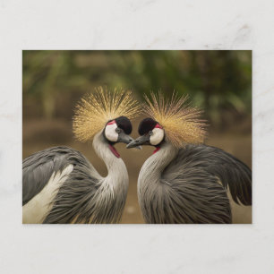 Postal Pareja de aves de Crane con Crowne gris