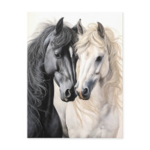 Pareja de caballos Caballo negro y blanco Postcros