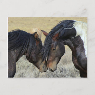 Postal Pareja de caballos salvajes