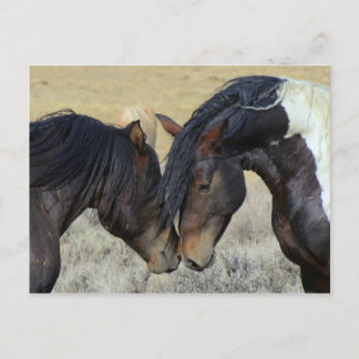 Postal Pareja de caballos salvajes
