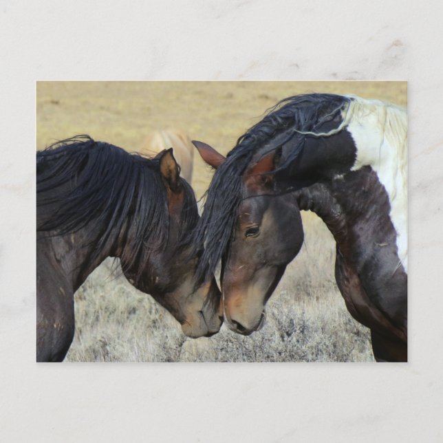 Postal Pareja de caballos salvajes (Anverso)