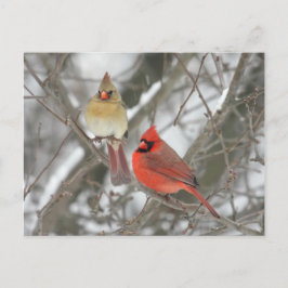 Postal Pareja De Cardenales Del Norte