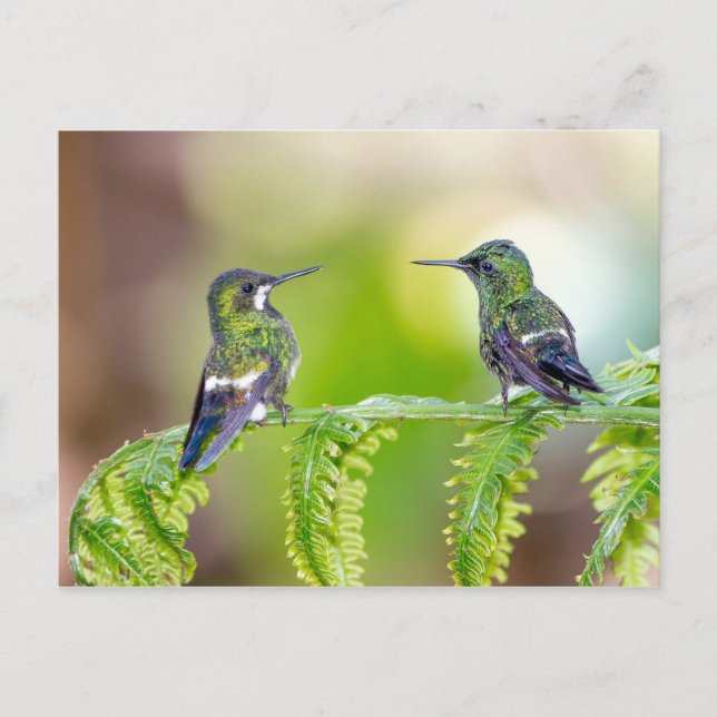 Postal Pareja de colibrí en una hoja (Anverso)