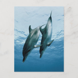Postal Pareja de delfines