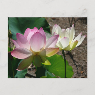 Postal Pareja de flores de Lotus I
