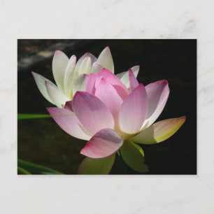 Postal Pareja de flores de Lotus II