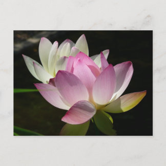 Postal Pareja de flores de Lotus II