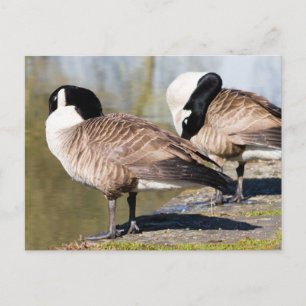 Postal Pareja de ganso de Canadá