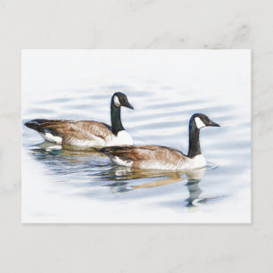 Postal Pareja de Geese
