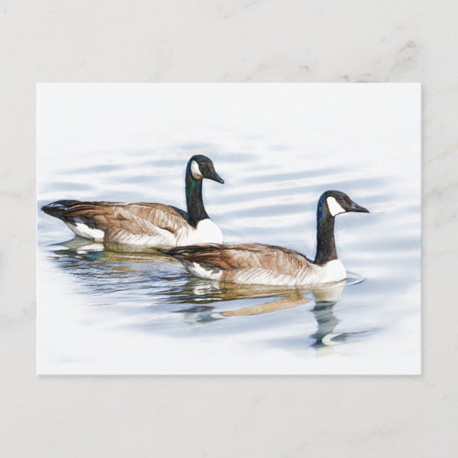 Postal Pareja de Geese (Anverso)
