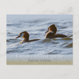 Postal Pareja de grandes grullos crestados CC0757