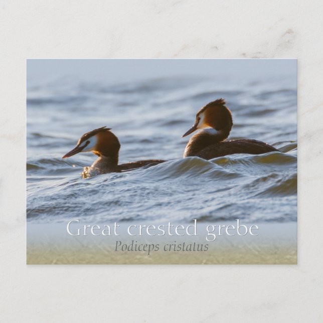 Postal Pareja de grandes grullos crestados CC0757 (Anverso)