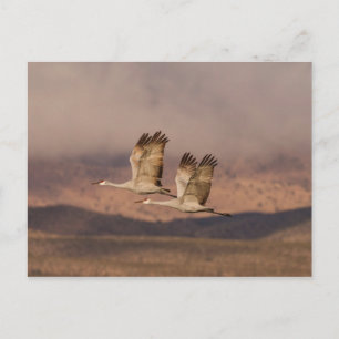 Postal Pareja de grullas en los cielos de Nuevo México
