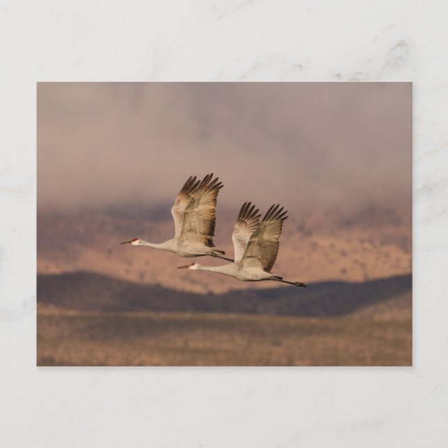 Postal Pareja de grullas en los cielos de Nuevo México (Anverso)