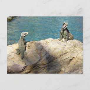Postal Pareja de Iguanas Fotografía de Vida Silvestre Tro