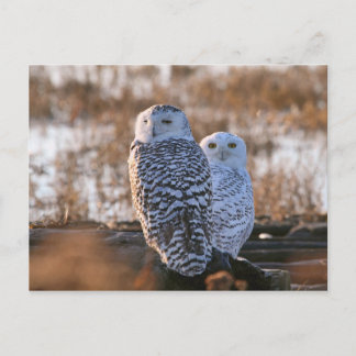 Postal Pareja De Lechuza Snowy