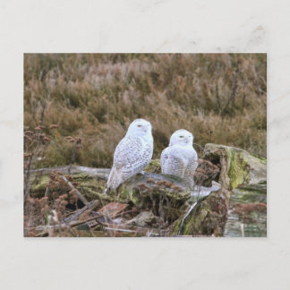 Postal Pareja De Lechuza Snowy
