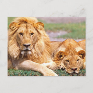 Postal Pareja de Leones Africanos, Panthera leo, Tanzania