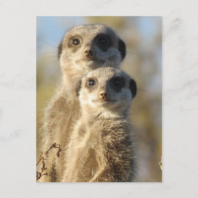 Postal Pareja de Meerkats (Anverso)