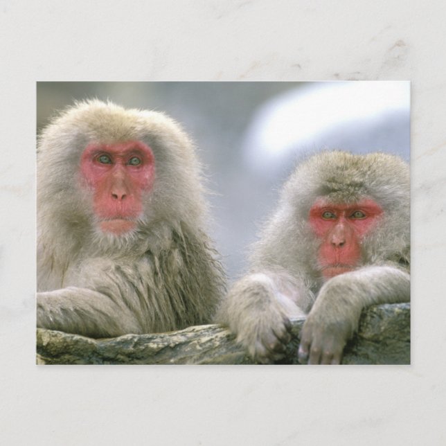 Postal Pareja de monos de nieve, macaco japonés, (Anverso)