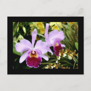 Postal Pareja de orquídeas