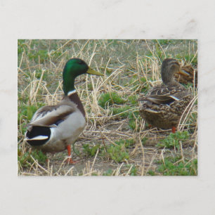 Postal Pareja de patos silbones B12