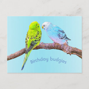 Postal Pareja de periquitos lindos - personalizado