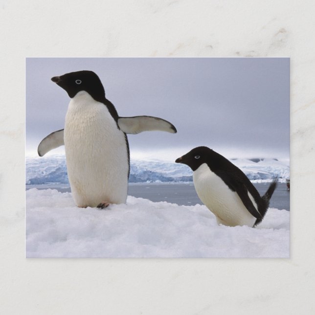 Postal Pareja de pingüinos Adelie Antártida (Anverso)
