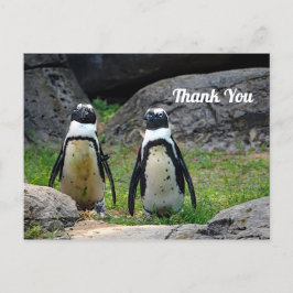 Postal Pareja de pingüinos en foto de vida silvestre, gra