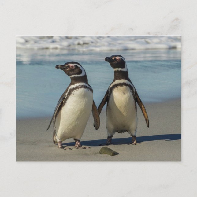Postal Pareja de pingüinos en la playa (Anverso)
