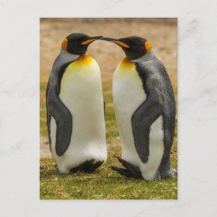 Postal Pareja de pingüinos rey, Malvinas