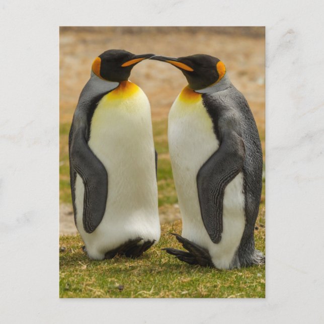 Postal Pareja de pingüinos rey, Malvinas (Anverso)