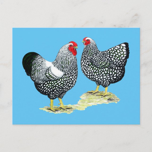 Postal Pareja de pliegues plateados Wyandottes (Anverso)