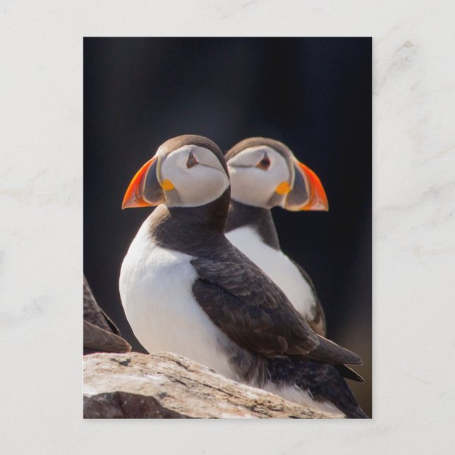 Postal Pareja de Puffins (Anverso)
