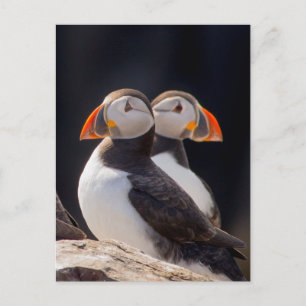Postal Pareja de Puffins