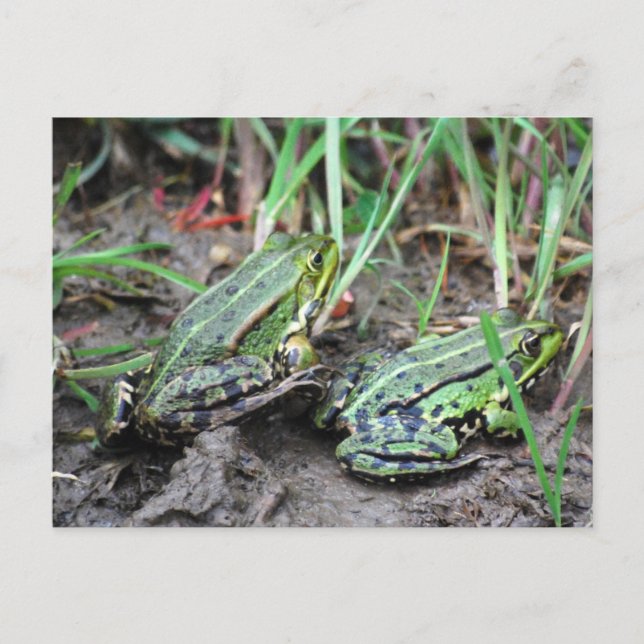 Postal Pareja de rana (Anverso)