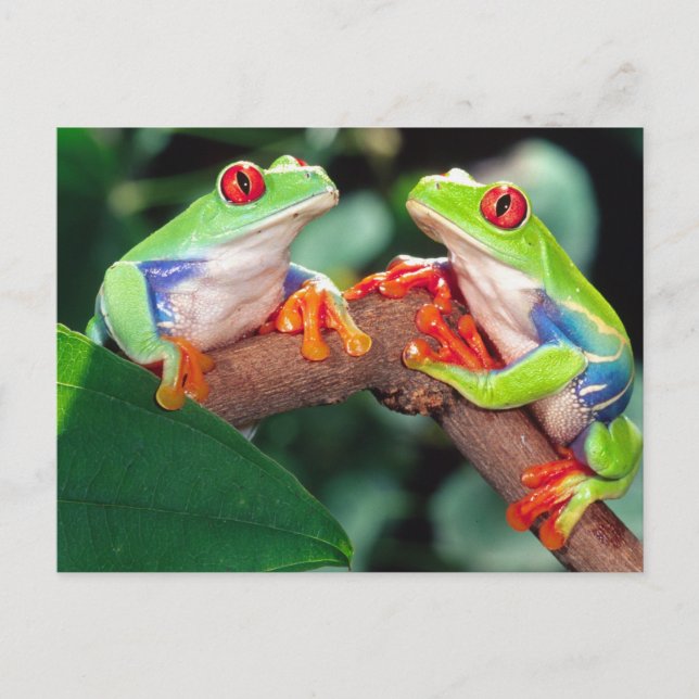 Postal Pareja de ranas de ojos rojos, Agalychinis callidr (Anverso)