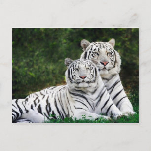 Postal pareja de tigres