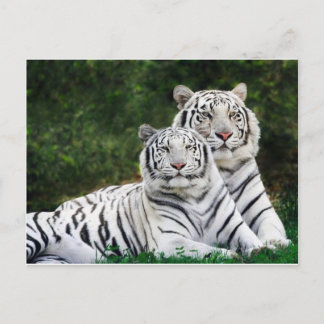 Postal pareja de tigres