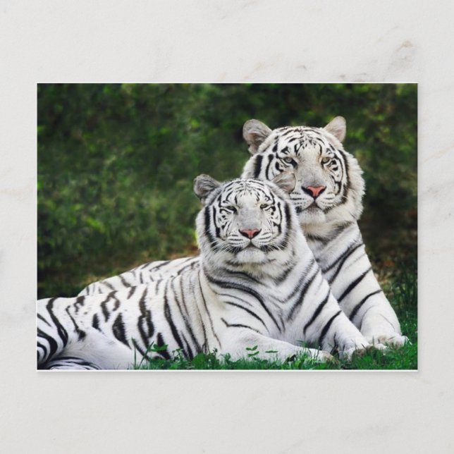 Postal pareja de tigres (Anverso)