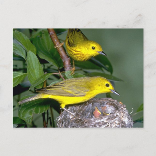 Postal Pareja de Warblers amarillos con jóvenes (Anverso)