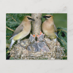 Postal Pareja de Waxwings de Cedar con jóvenes