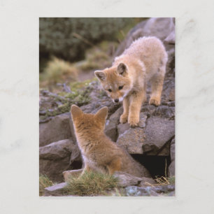 Postal Pareja de zorro gris sudamericano (Lycalopex grise