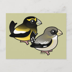 Postal Pareja Grosbeak vespertina