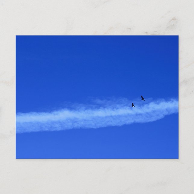 Postal Pareja migratoria de geés (Anverso)