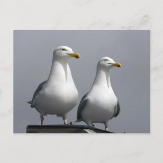 Postal Pareja Romántica de Gaviotas en la Isla de Skye Es